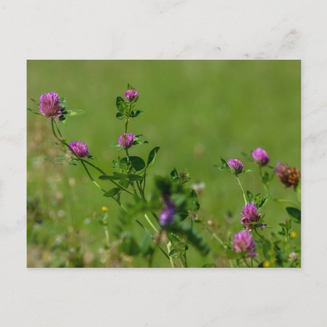 Pink clover on green meadow. postcard (Front)
