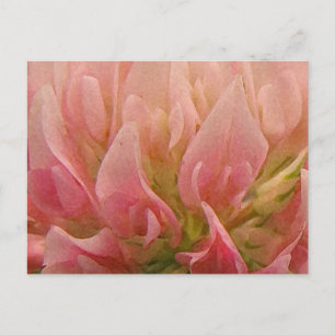 Pink Clover Postcard