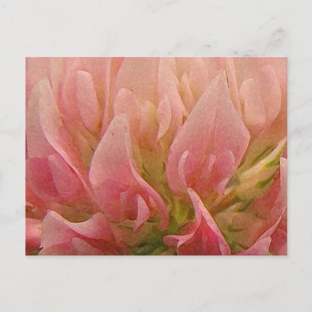 Pink Clover Postcard (Front)