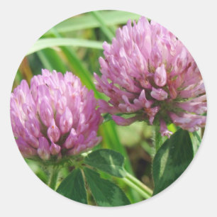 Pink Clover Wildflower - Trifolium pratense Classic Round Sticker