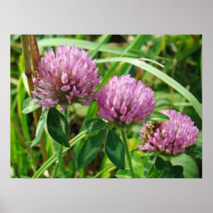 Pink Clover Wildflower - Trifolium pratense Poster