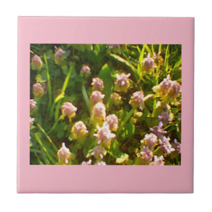 Pink Clovers Ceramic Tile