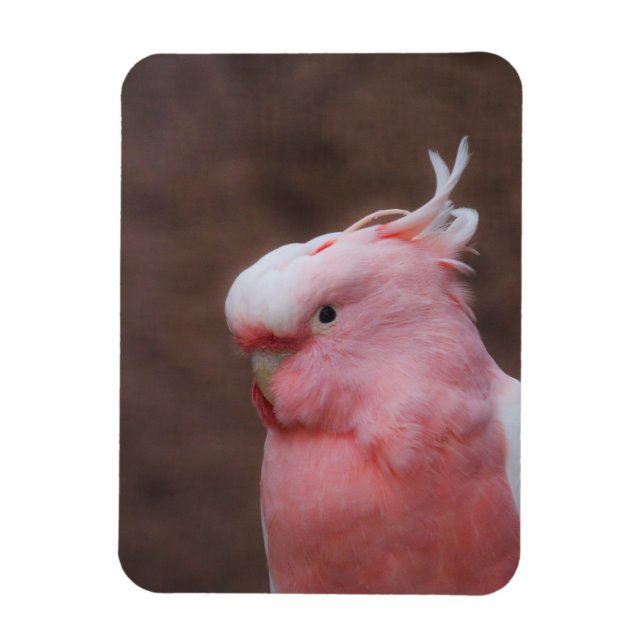 Pink Cockatoo Magnet (Vertical)