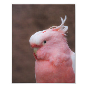 Pink Cockatoo Photo Print