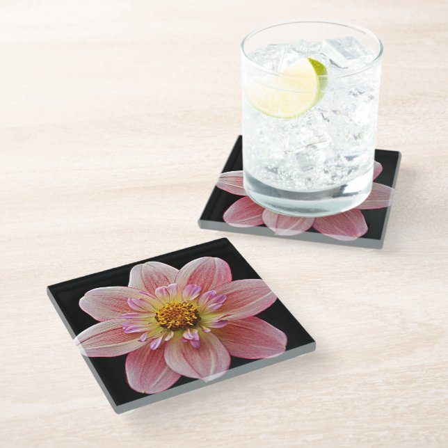 Pink Collarette Dahlia on Black Floral Glass Coaster (Angled)