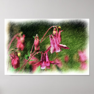 Pink Columbine Colour Pencil Flower Art Poster
