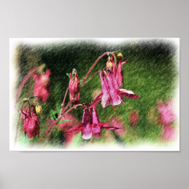 Pink Columbine Colour Pencil Flower Art Poster (Front)