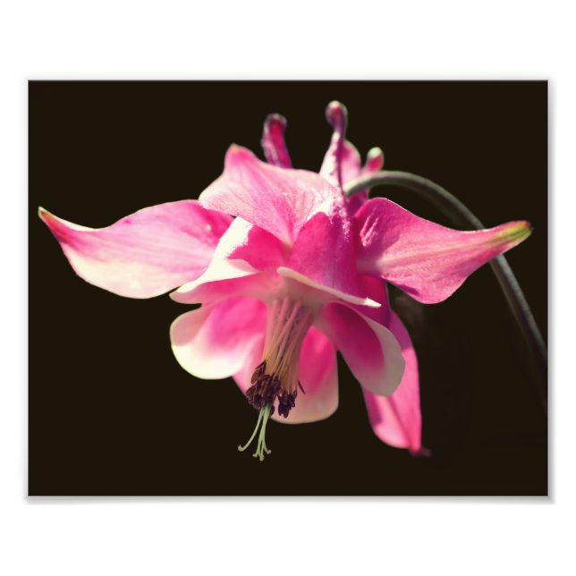 Pink Columbine Flower Close Up 8X10 Photo Print (Front)