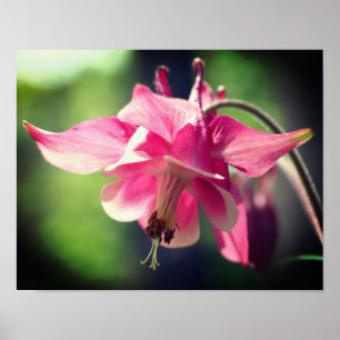 Pink Columbine Flower Close Up  Poster