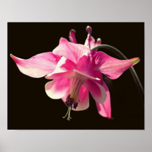 Pink Columbine Flower Close Up Poster