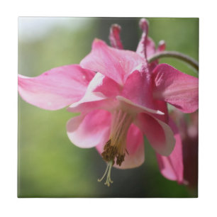Pink Columbine Flower Nature Tile