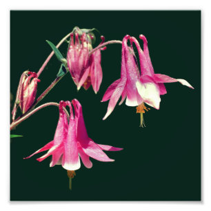 Pink Columbine Flowers Close Up 8x8 Photo Print