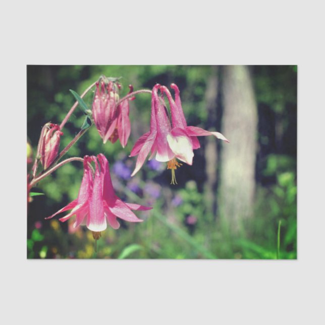 Pink Columbine Flowers Close Up Decoupage Tissue Paper (Front)