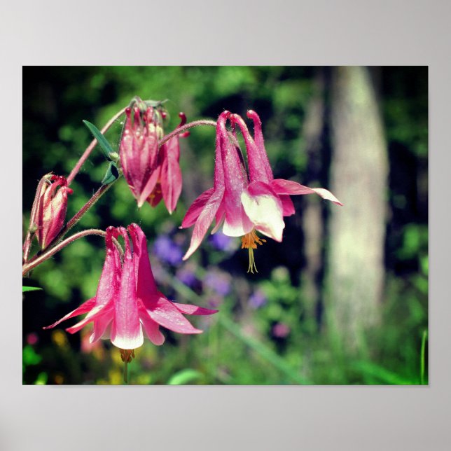Pink Columbine Flowers Close Up  Poster (Front)