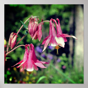 Pink Columbine Flowers Close Up Poster