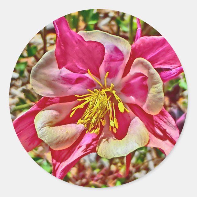 Pink columbine stickers (Front)