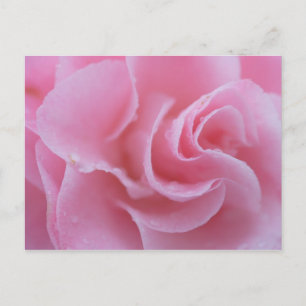 Pink Common Camellia Postcard