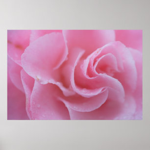 Pink Common Camellia Poster