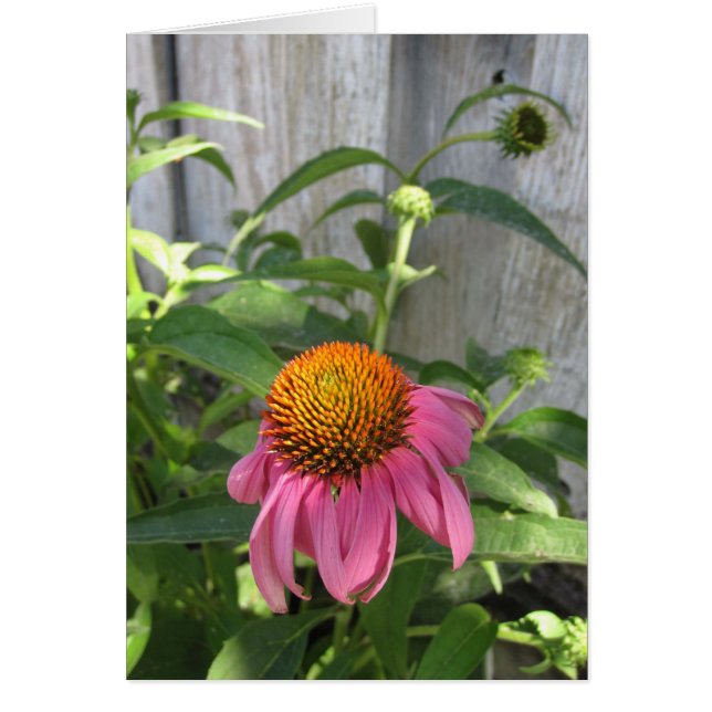 Pink Cone Flower Blank Note Card (Front)
