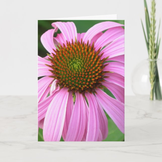 Pink Coneflower Birthday Card (Front)