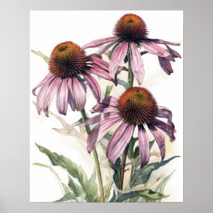 Pink Coneflower Flowers Art Print Poster