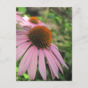 Pink Coneflower Postcards