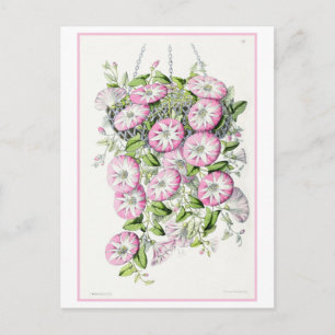Pink Convolvulus in Basket Vintage Botanical Postcard