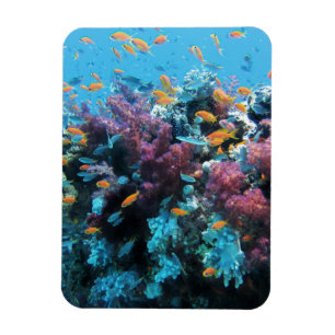 Pink Coral Magnet