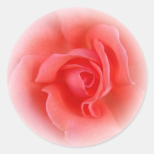 pink coral rose classic round sticker (Front)