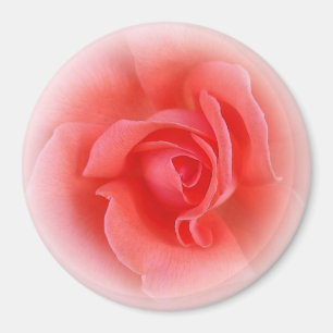 pink coral rose magnet