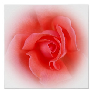 pink coral rose poster