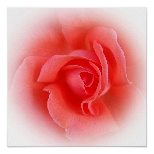 pink coral rose poster (Front)