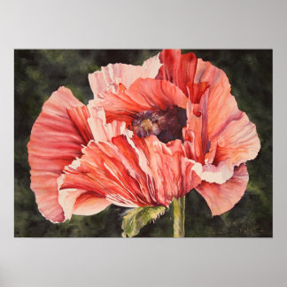 Pink Corn Poppy Botanical Poster Canvas Print