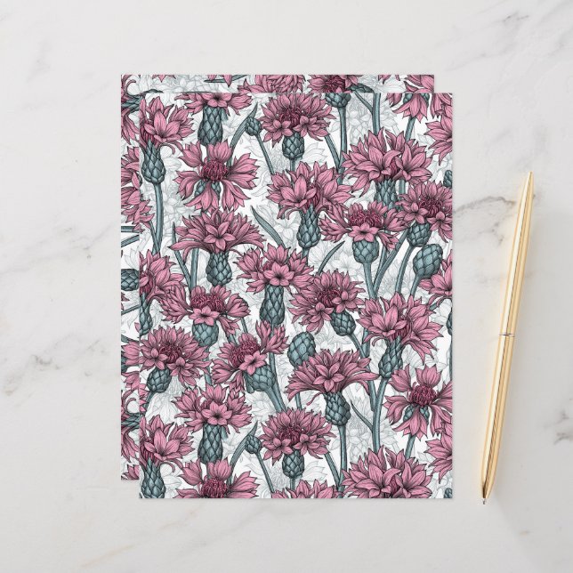 Pink cornflowers, wild flowers on white (Front/Back In Situ)