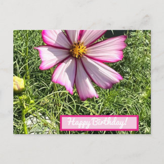 Pink Cosmo flower post card, Happy Birthday Postcard