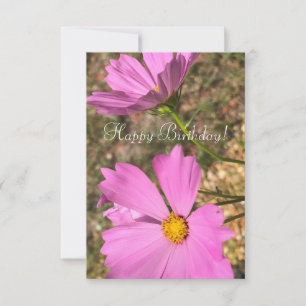 Pink Cosmo Flowers Summer Garden Photography Card