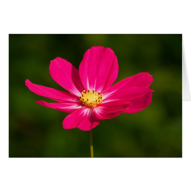 Pink Cosmos (Front Horizontal)