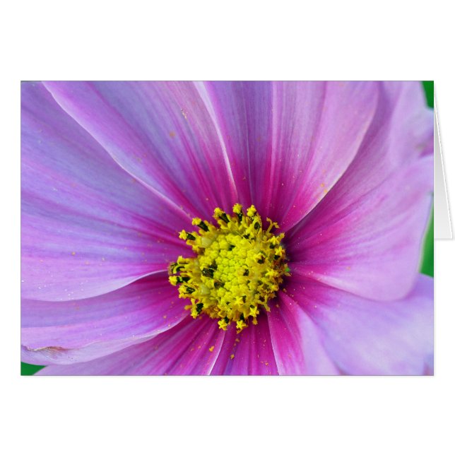 Pink Cosmos (Front Horizontal)