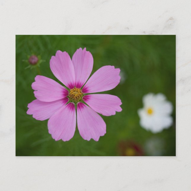 Pink Cosmos bipinnatus Postcard (Front)