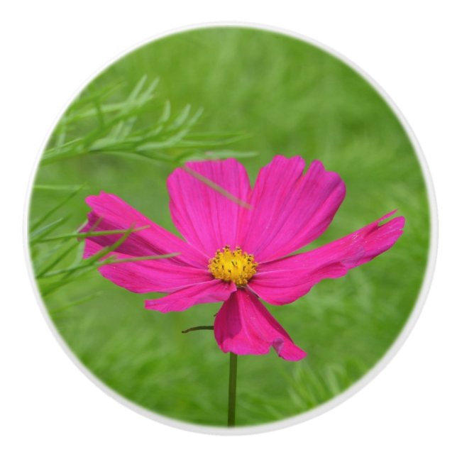 Pink Cosmos Ceramic Knob (Front)