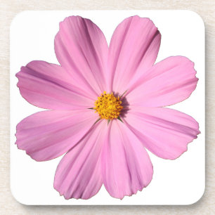 Pink Cosmos Coaster