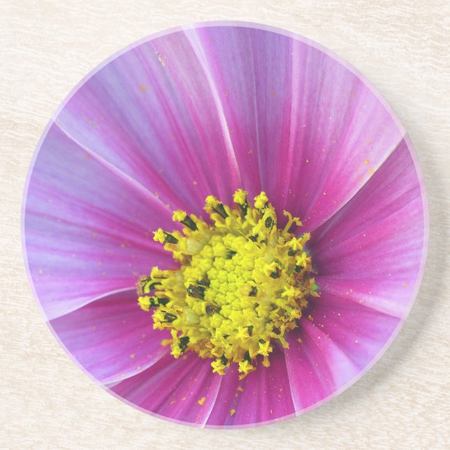 Pink Cosmos Coaster (Front)