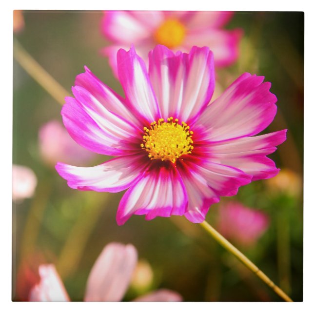 Pink cosmos,Cottage garden Rosalinde Ceramic Tile (Front)