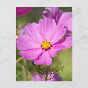 Pink Cosmos Flower 2  Postcard