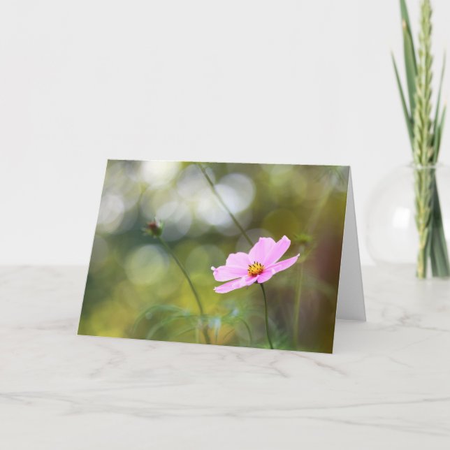 Pink Cosmos Flower Late Afternoon Bokeh Card (Front)