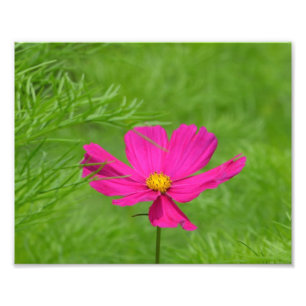 Pink Cosmos Flower Photo Print