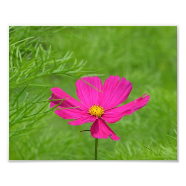 Pink Cosmos Flower Photo Print (Front)