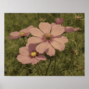 Pink Cosmos Flowers Aged Partial Colour Poster
