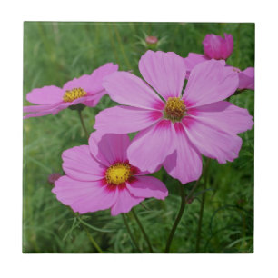 Pink Cosmos Flowers Nature Tile