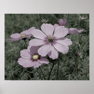 Pink Cosmos Flowers Partial Colour Poster